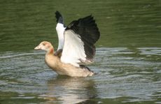 Junge-Nilgans-33.jpg